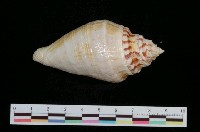 藏品(蜘蛛螺)的圖片